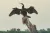 Placeholder image for The Greatest Natural Show on Earth – Kakadu Bird …