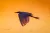 Placeholder image for Kakadu Tropical Summer Specials