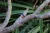 Placeholder image for Kakadu Bird Week is a great time to see Kakadu at…