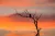 Placeholder image for Christmas in Kakadu