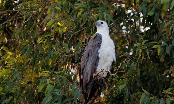 Kakadu bird week yellow water cruise