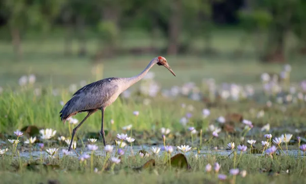Kakadu bird week yellow water cruise