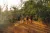 Placeholder image for Kakadu Green Season