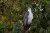 Placeholder image for Flight of Fancy – Kakadu Bird Week