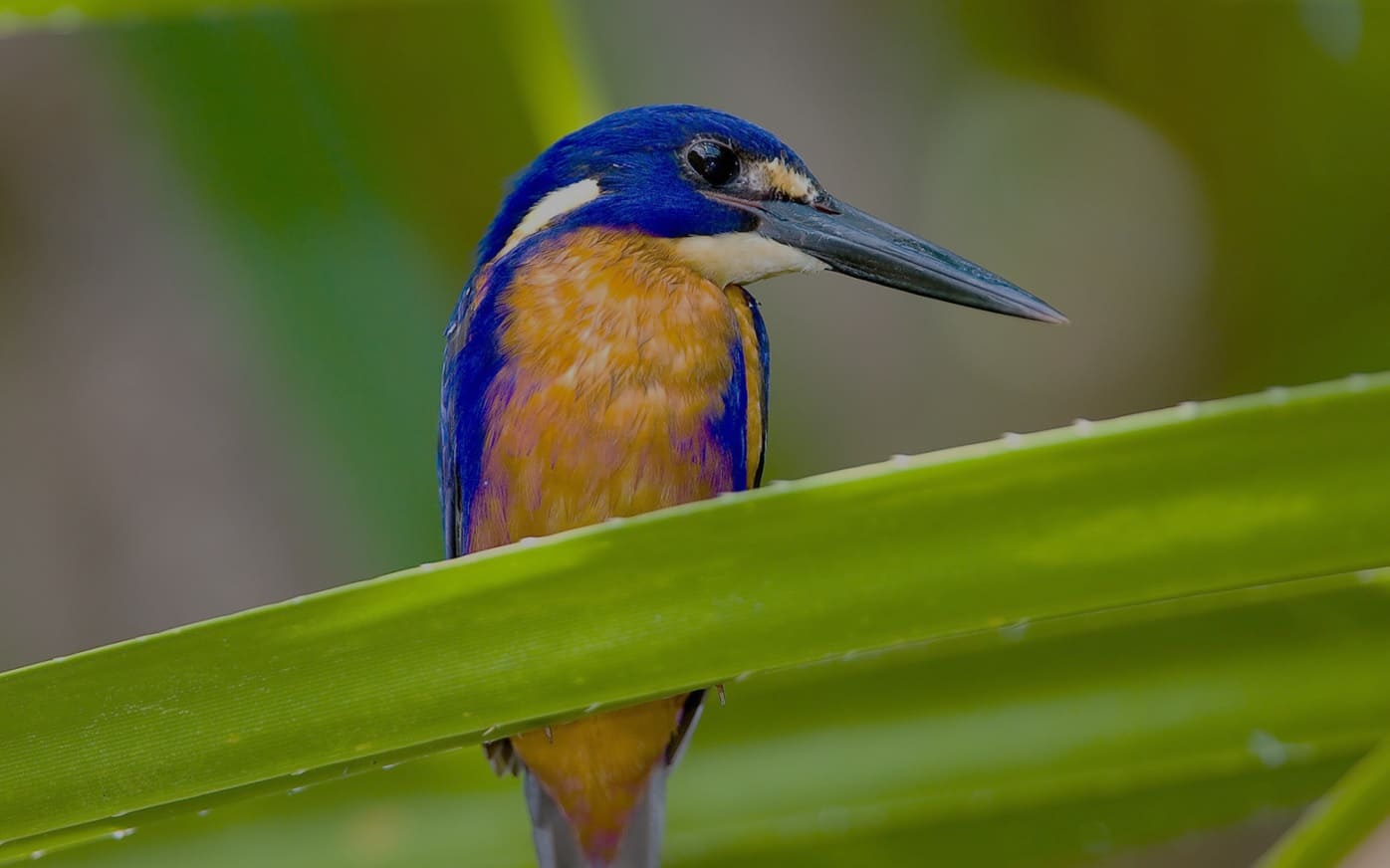  Kakadu National Park Birds | Explore Kakadu