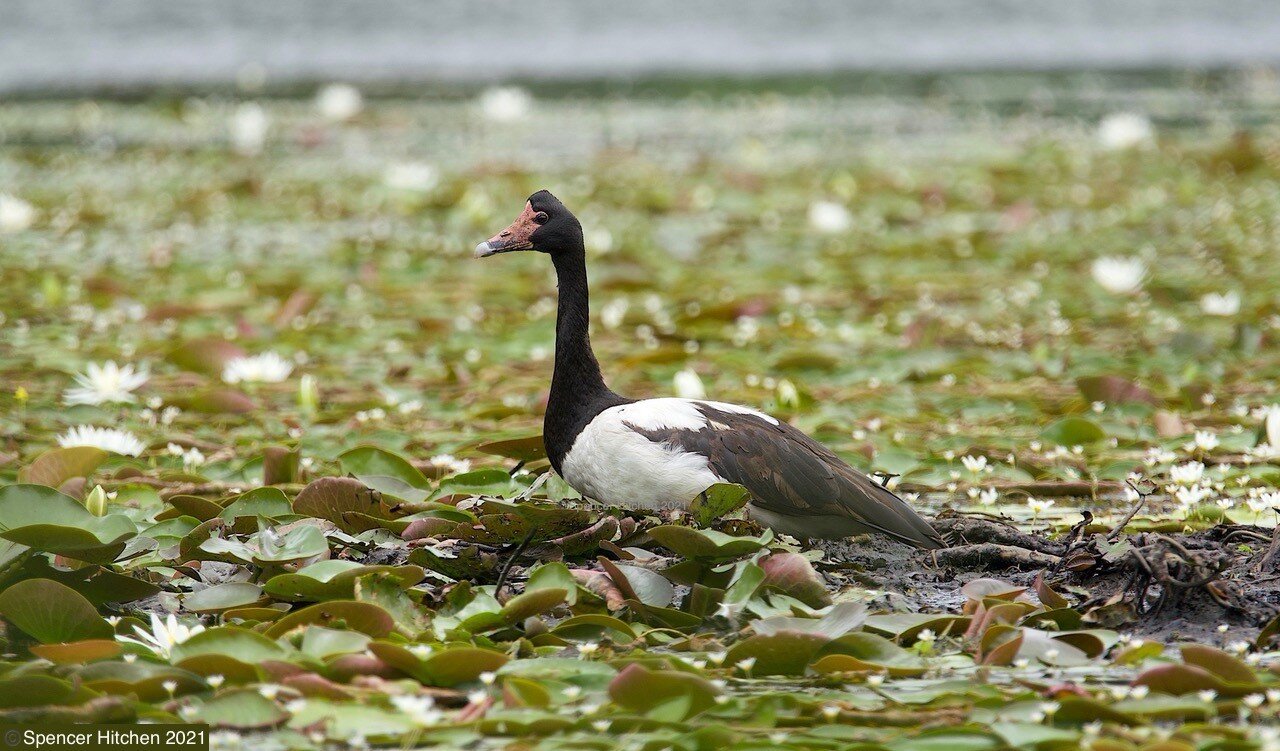 magpie_geese Local Foods Of Kakadu